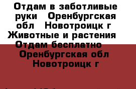 Отдам в заботливые руки - Оренбургская обл., Новотроицк г. Животные и растения » Отдам бесплатно   . Оренбургская обл.,Новотроицк г.